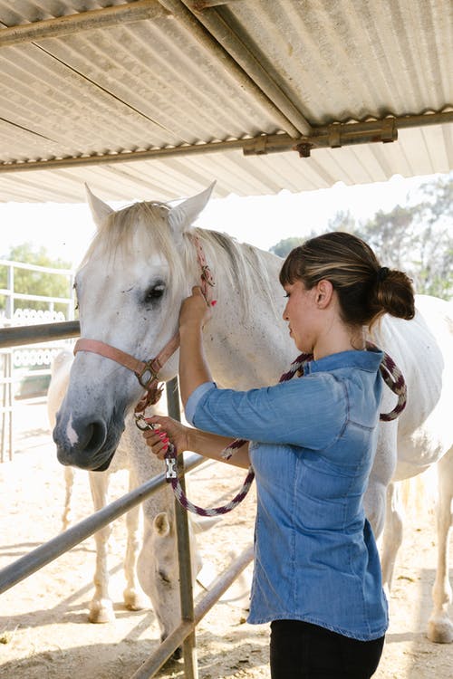 有关保重, 农事, 动物的免费素材图片