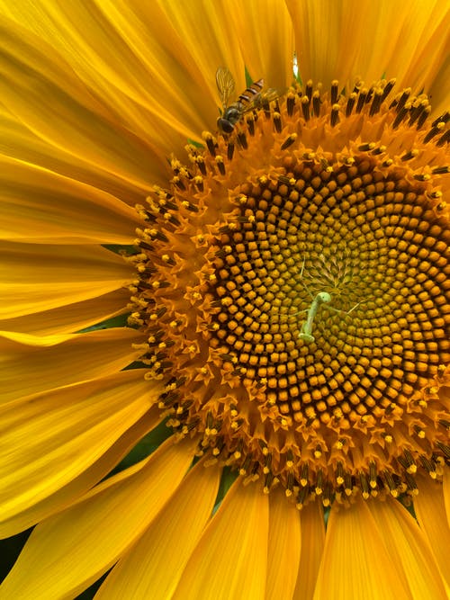 有关向日葵, 垂直拍摄, 增长的免费素材图片