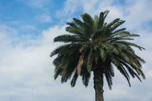 有关天性, 巴统, 棕榈树的免费素材图片