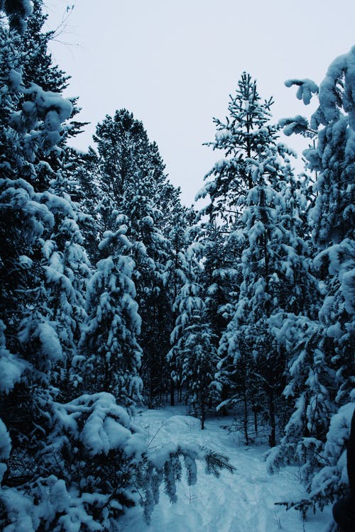 有关冬季, 垂直拍摄, 大雪覆盖的免费素材图片