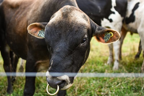 有关哺乳动物, 家畜, 牛的免费素材图片