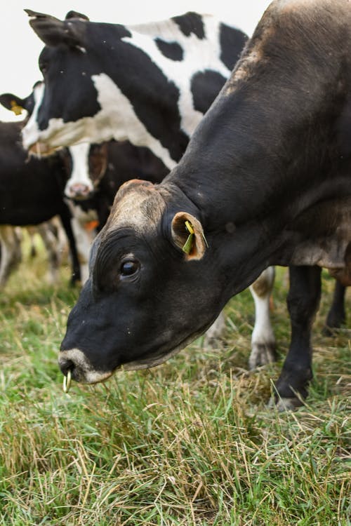 有关公牛, 动物摄影, 吃草的免费素材图片