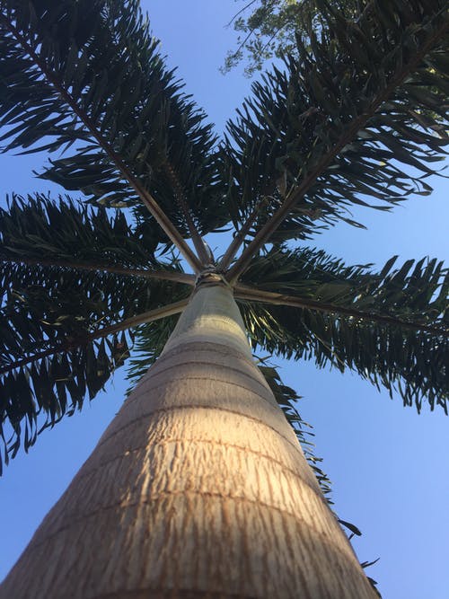 有关低角度拍摄, 垂直拍摄, 棕榈树的免费素材图片