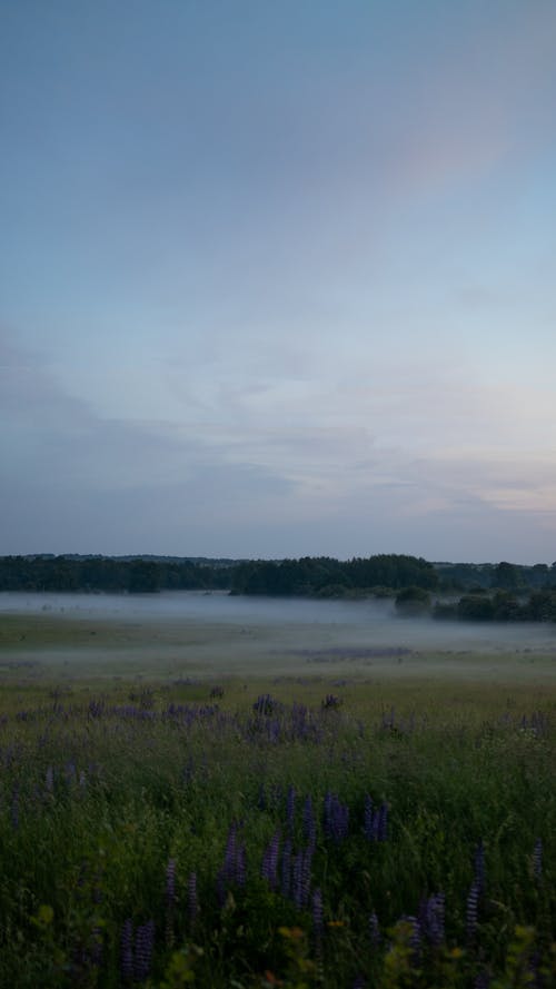 有关垂直拍摄, 天性, 景观的免费素材图片