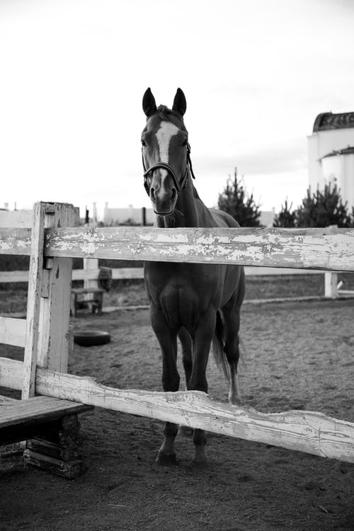 有关动物摄影, 哺乳动物, 单色的免费素材图片