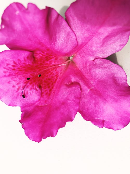 有关植物群, 特写镜头, 粉红色的花的免费素材图片
