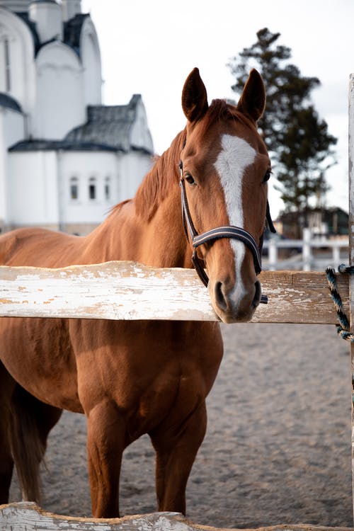 有关动物摄影, 哺乳动物, 垂直拍摄的免费素材图片