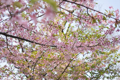 有关亚洲, 京都, 天性的免费素材图片