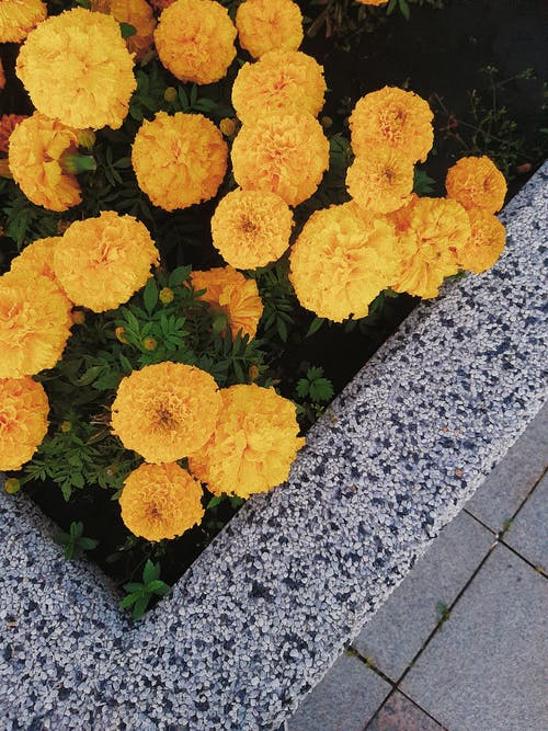 有关垂直拍摄, 增长, 天性的免费素材图片