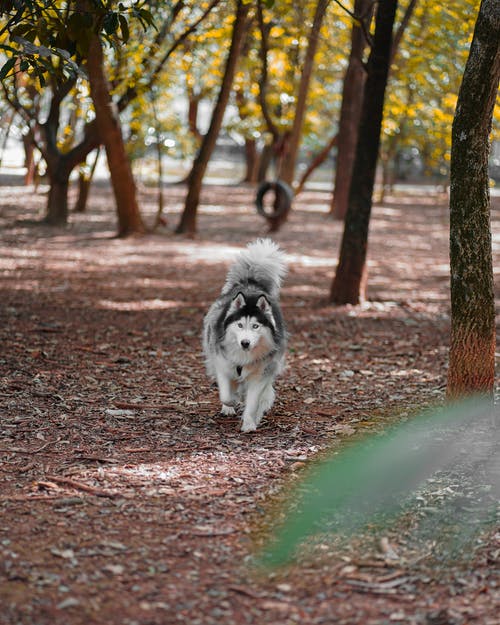 有关动物, 哺乳动物, 垂直拍摄的免费素材图片