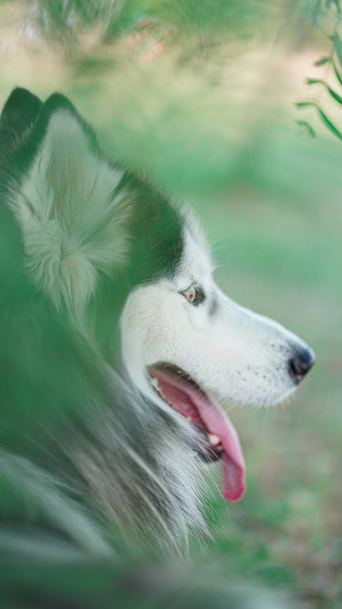 有关动物, 可爱, 哺乳动物的免费素材图片