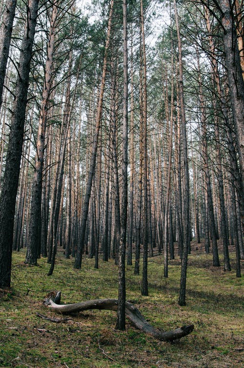 有关乾枯, 光秃秃的树木, 垂直拍摄的免费素材图片