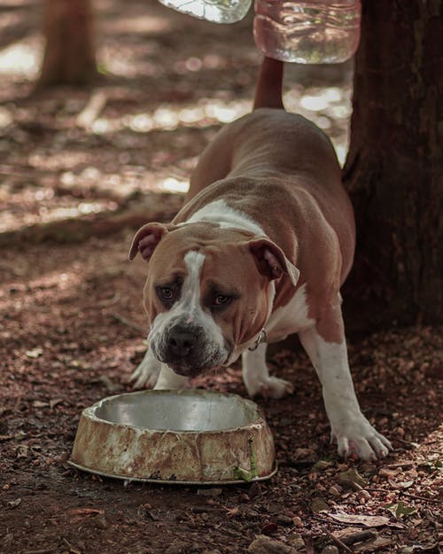 有关动物, 哺乳动物, 垂直拍摄的免费素材图片