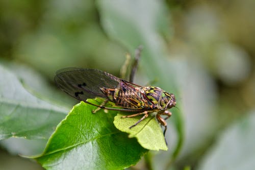 有关昆虫, 模糊的背景, 无脊椎动物的免费素材图片