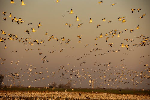 有关一群鸟, 动物摄影, 在空中的免费素材图片