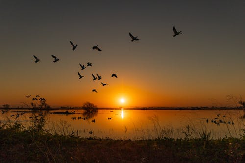 有关birds_flying, ca, 剪影的免费素材图片