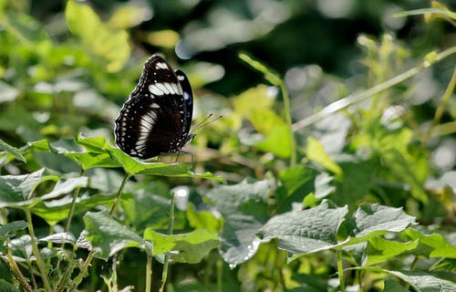 有关天性, 昆虫, 景深的免费素材图片