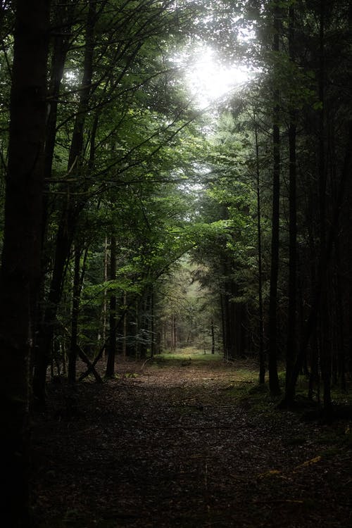 有关垂直拍摄, 天性, 小径的免费素材图片