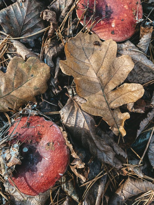有关垂直拍摄, 枯叶, 特写的免费素材图片
