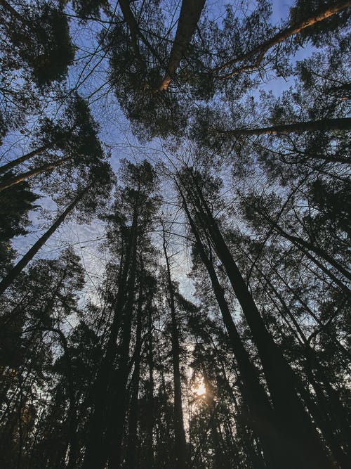 有关低角度拍摄, 剪影, 垂直拍摄的免费素材图片