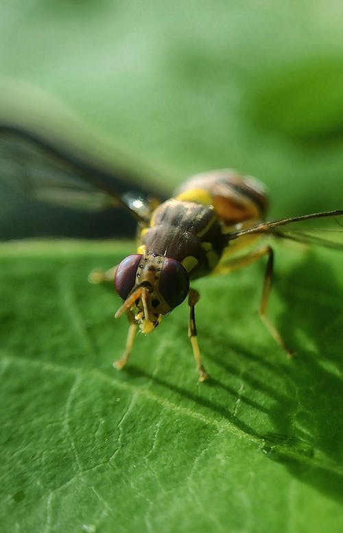 有关垂直拍摄, 天性, 微距拍摄的免费素材图片