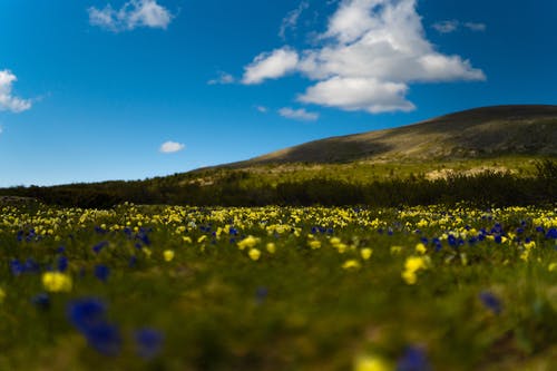 有关俄国, 倾斜移位, 花田的免费素材图片