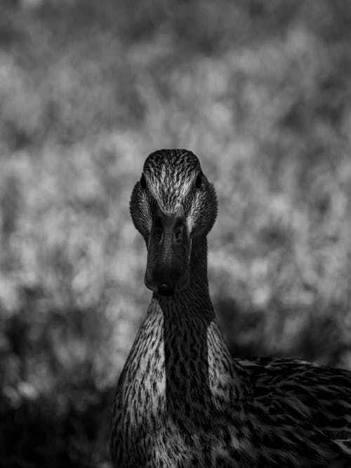有关动物, 垂直拍摄, 水禽的免费素材图片