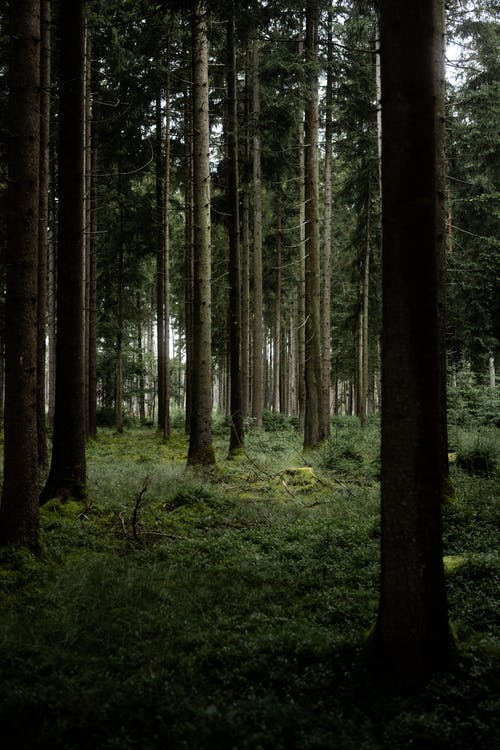 有关垂直拍摄, 天性, 森林的免费素材图片