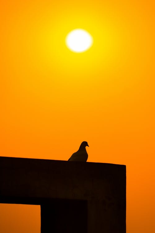 有关剪影, 垂直拍摄, 日出的免费素材图片