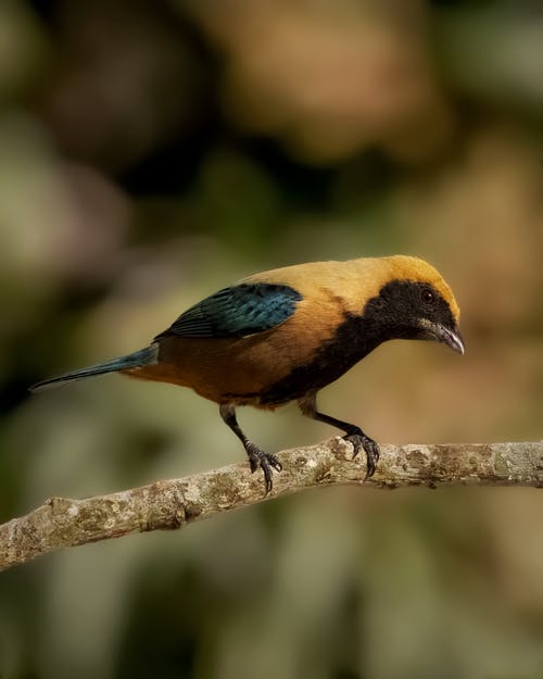 有关分公司, 垂直拍摄, 小的免费素材图片