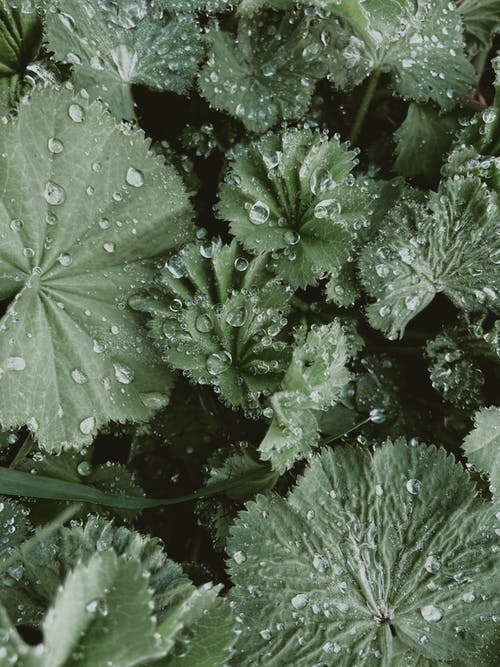 有关俯视图, 垂直拍摄, 树叶的免费素材图片