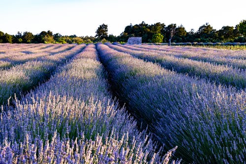 有关增长, 天性, 微妙的免费素材图片