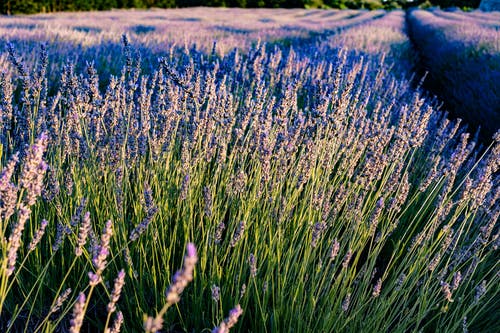 有关天性, 户外, 景观的免费素材图片