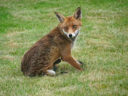 有关动物, 可爱, 哺乳动物的免费素材图片