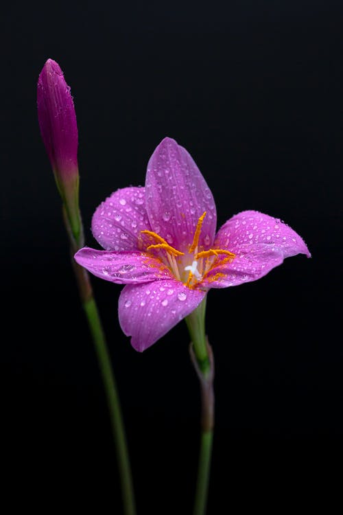 有关微妙, 植物群, 水滴的免费素材图片