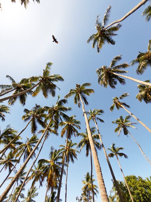 有关低角度拍摄, 晴朗的天空, 棕榈树的免费素材图片
