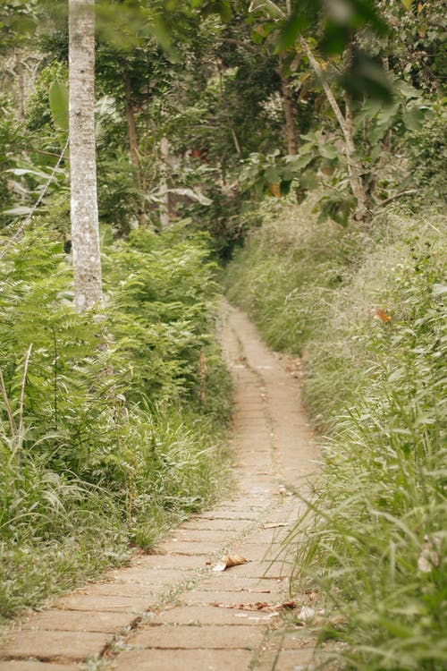 有关人行道, 小径, 户外的免费素材图片