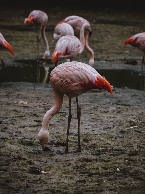 有关动物, 吃, 土的免费素材图片