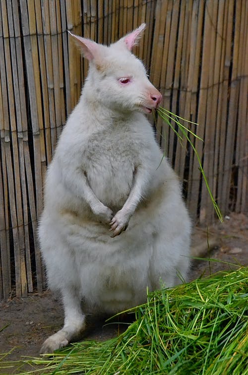 有关动物, 可爱, 吃的免费素材图片