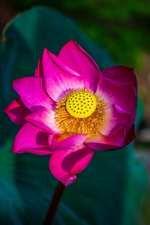 有关公园, 垂直拍摄, 植物的的免费素材图片