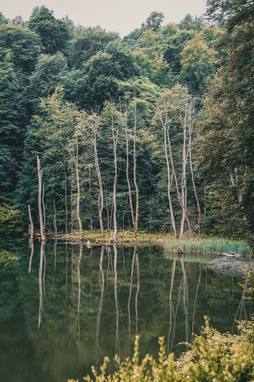 有关反射, 垂直拍摄, 天性的免费素材图片