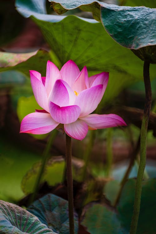 有关垂直拍摄, 增长, 天性的免费素材图片