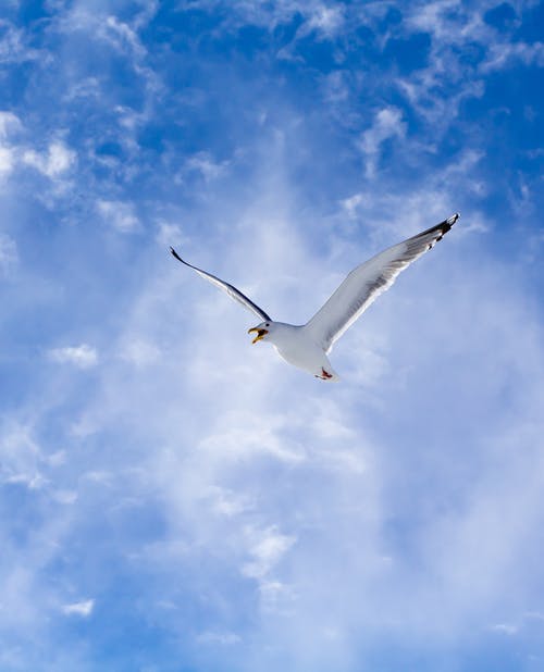 有关垂直拍摄, 天空, 海鸟的免费素材图片
