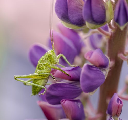 有关无脊椎动物, 特写, 羽扇豆的免费素材图片
