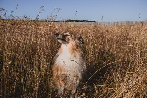 有关动物, 可爱, 可爱的的免费素材图片