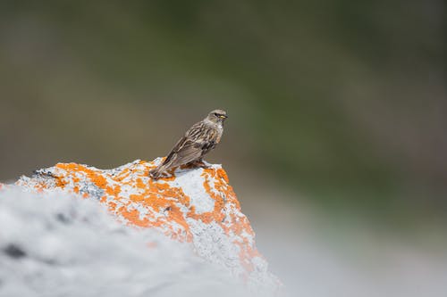 有关岩石, 景深, 栖息的免费素材图片