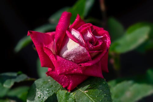 有关壁纸, 微妙, 植物群的免费素材图片