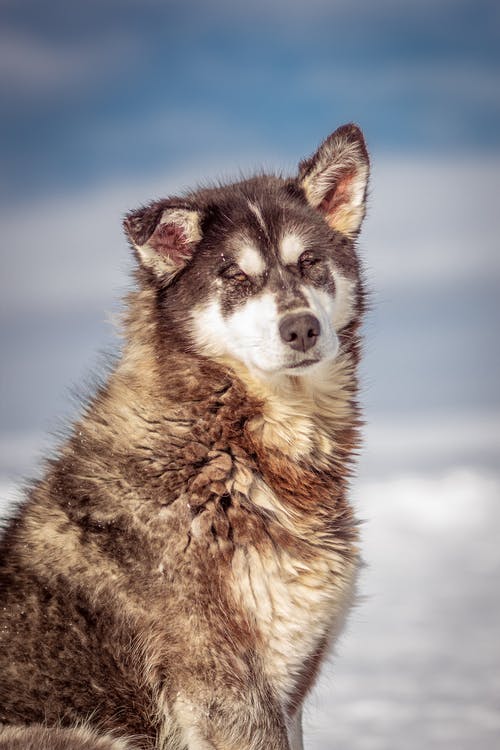 有关动物, 可爱, 可爱的的免费素材图片