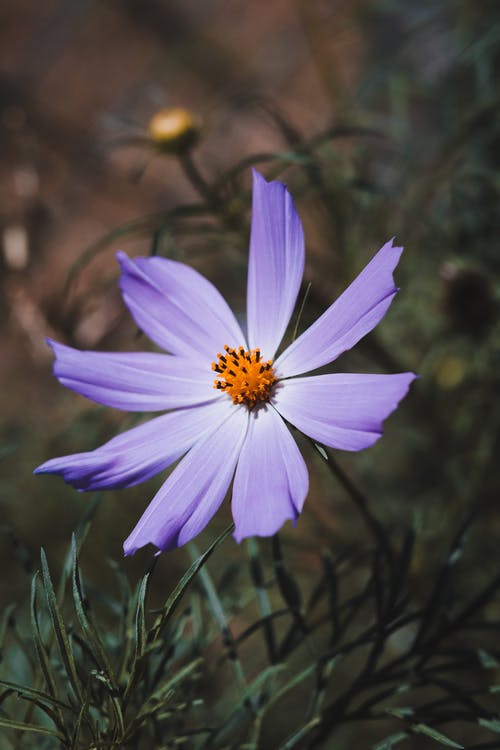 有关垂直拍摄, 墨西哥紫菀, 植物群的免费素材图片