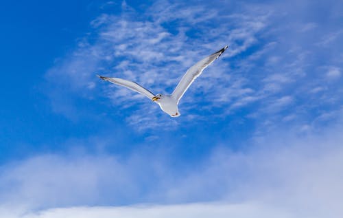 有关天空, 海鸟, 海鸥的免费素材图片